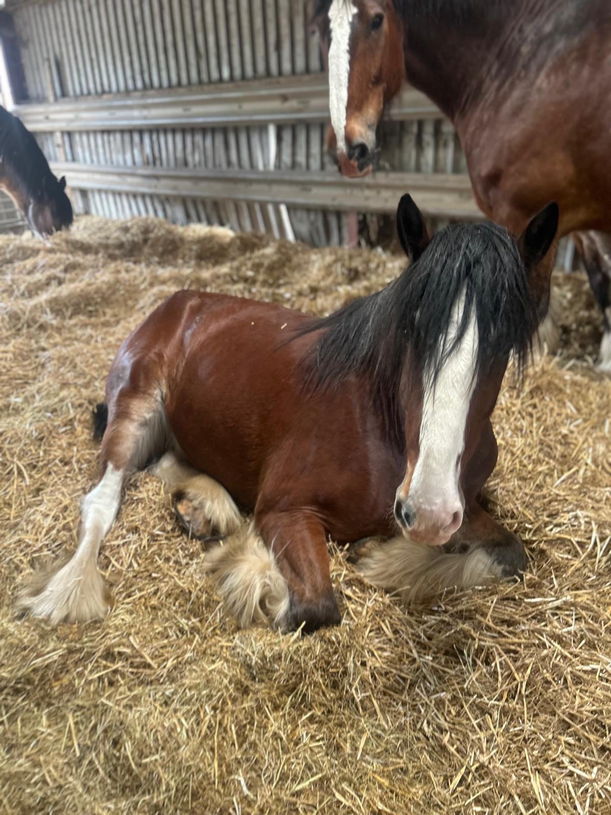 Majestic Shire Horse